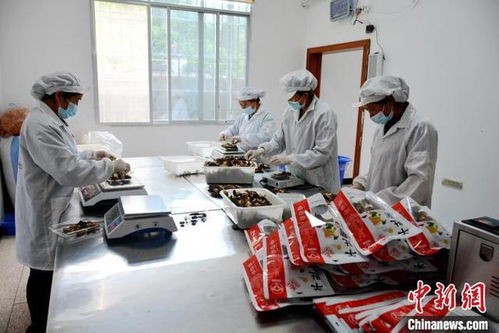 活化生態資源 重慶鄉村蹚出振興新路